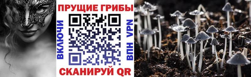 Псилоцибиновые грибы ЛСД  omg зеркало  Черногорск 